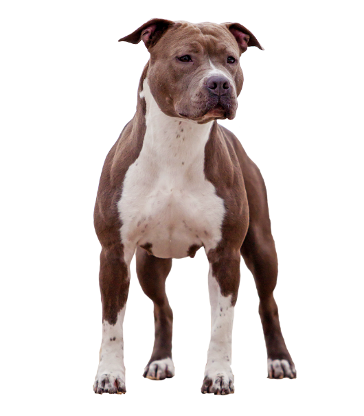 AMERICAN STAFFORDSHIRE TERRIER